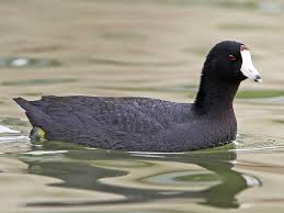 Image result for pictures of american coots