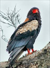 Bateleur Eagle - Terathopius ecaudatus Photograph by Judith Meintjes