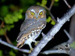 Elf Owl - Owling.com