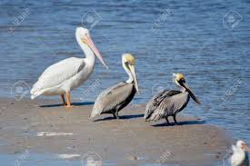 Image result for size comparison brown and white pelicans